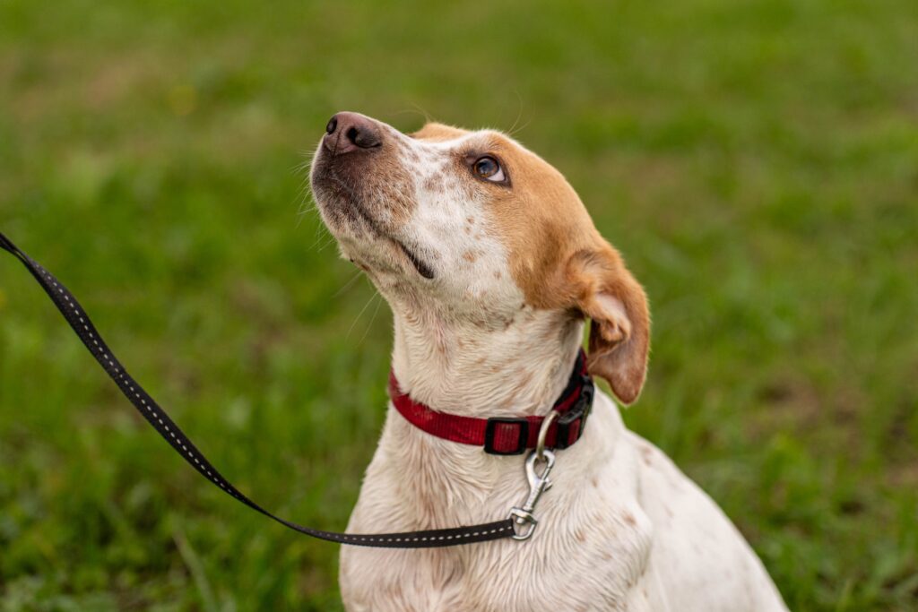 a close up of a dog looking up