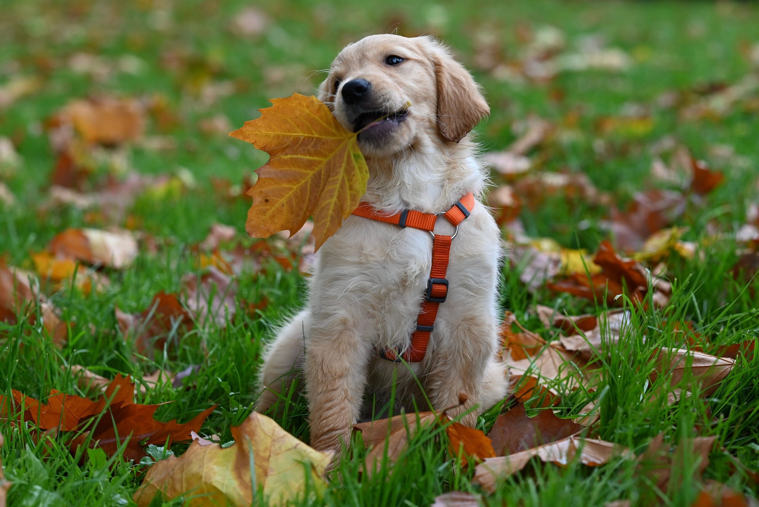 a golden retriever puppy playing in autumn leaves