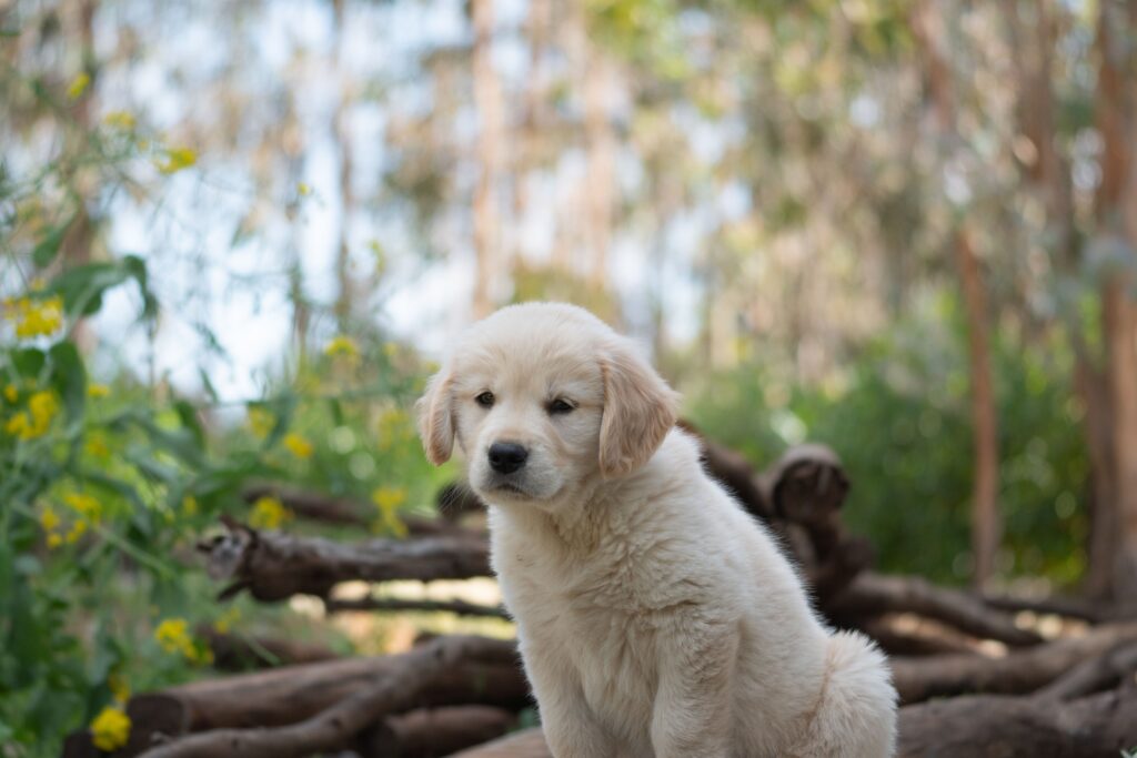 A Golden Retriever puppy sitting.